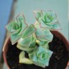 Crassula perforata